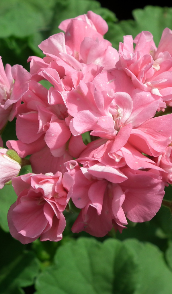 Розовый цветущий цветок герань крупным планом