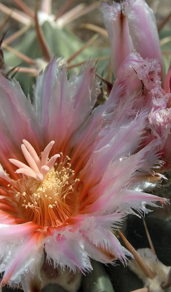 Розовые цветы кактуса крупным планом 