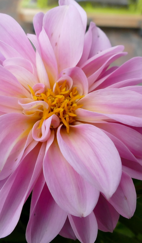 Розовая георгина с большими лепестками 