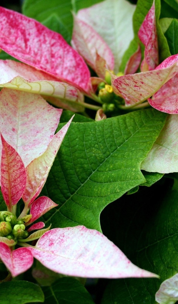 Розовые цветы Пуансеттия с зелеными листьями