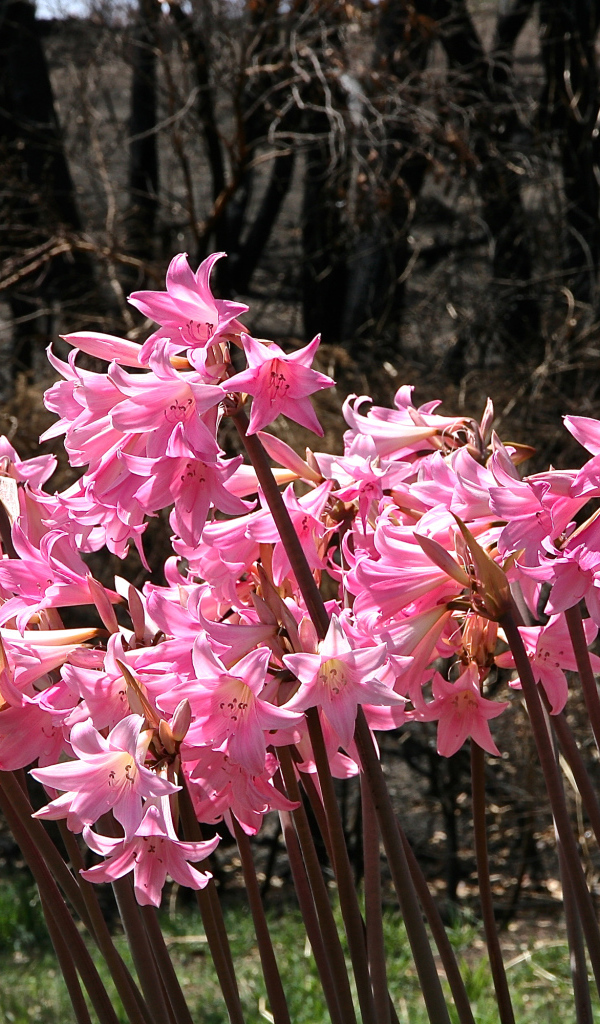 Розовые цветы амариллис крупным планом