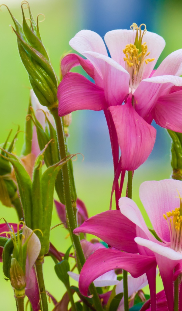 Розовые цветы водосбор на зеленом фоне 