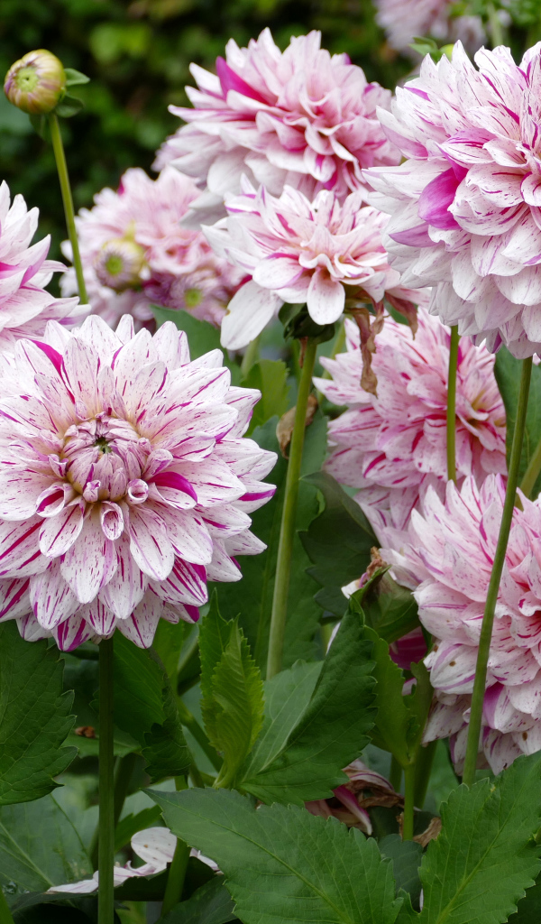 Розовые цветы георгины крупным планом