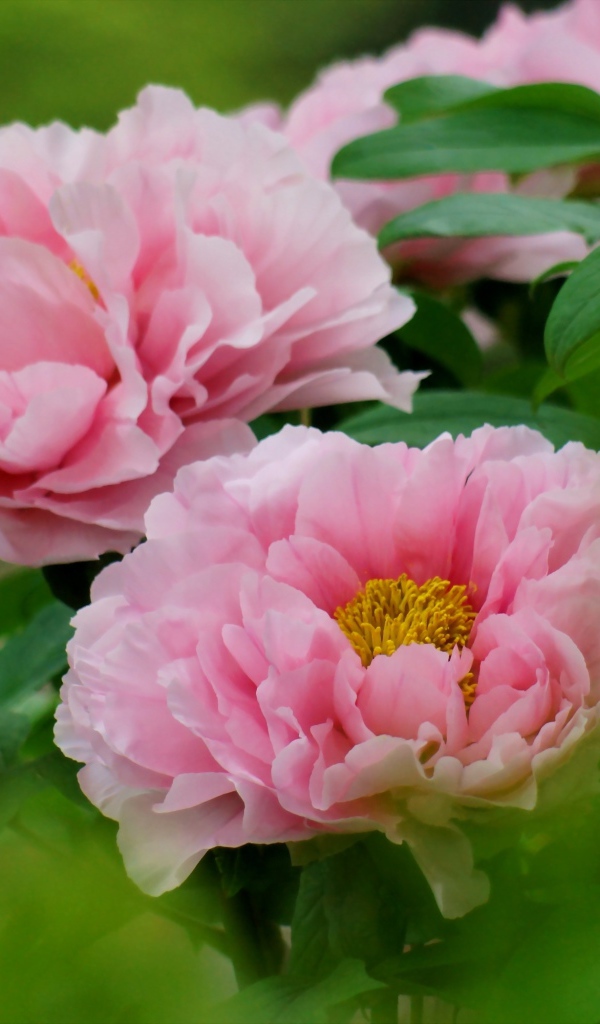 Розовые цветы садового пиона крупным планом