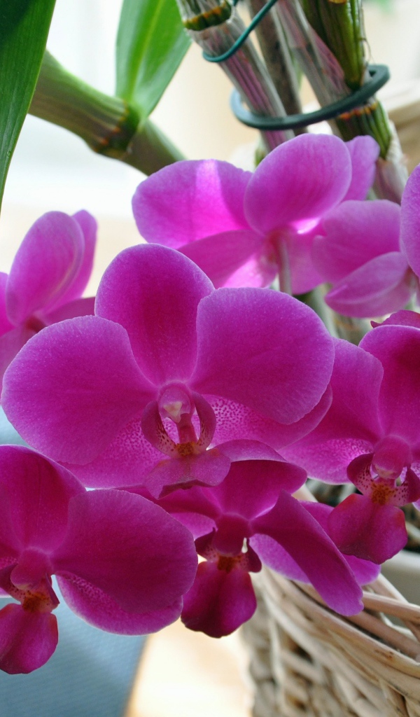 Розовые цветы цветы орхидеи  в корзине 