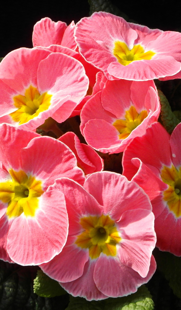 Розовые цветы примула крупным планом