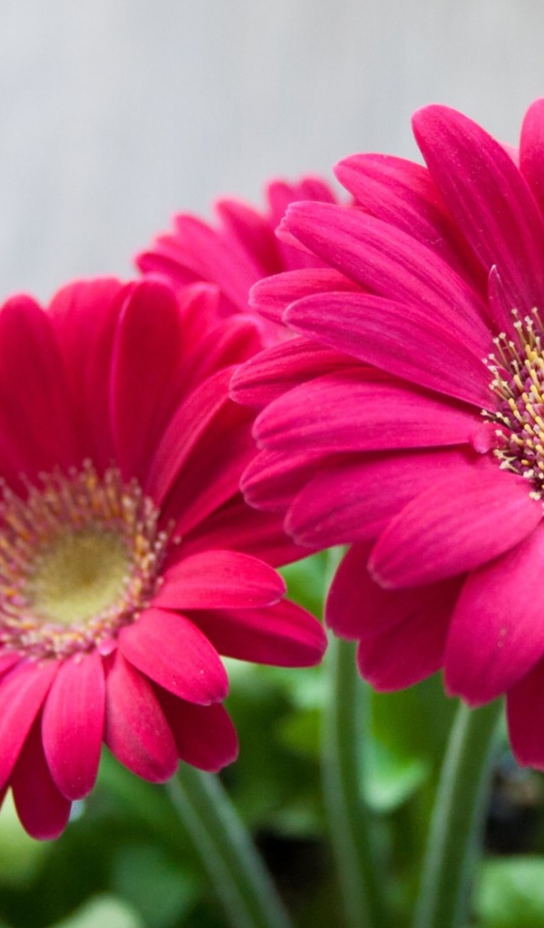 Розовые садовые цветы герберы 