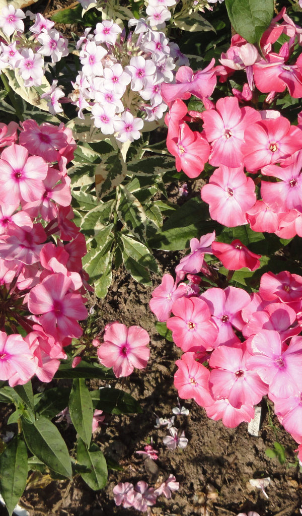 Розовые садовые цветы флоксы крупным планом