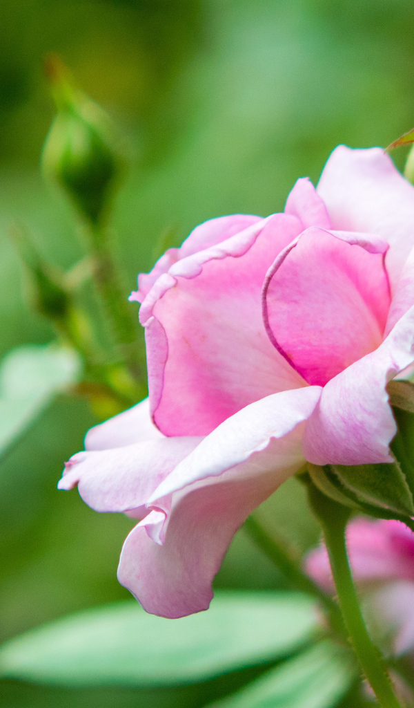 Розовая садовая роза с бутонами 