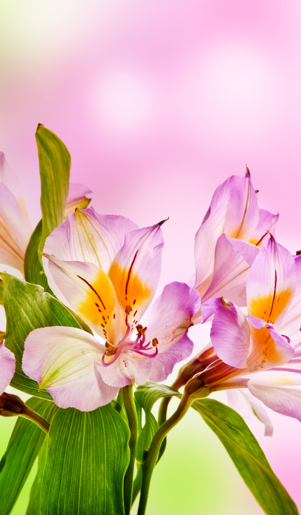 Розовые нежные цветы альстрёмерия крупным планом