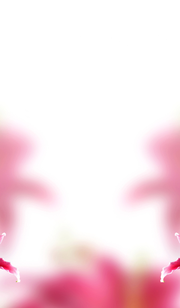 Розовые нежные лилии, фон для открытки