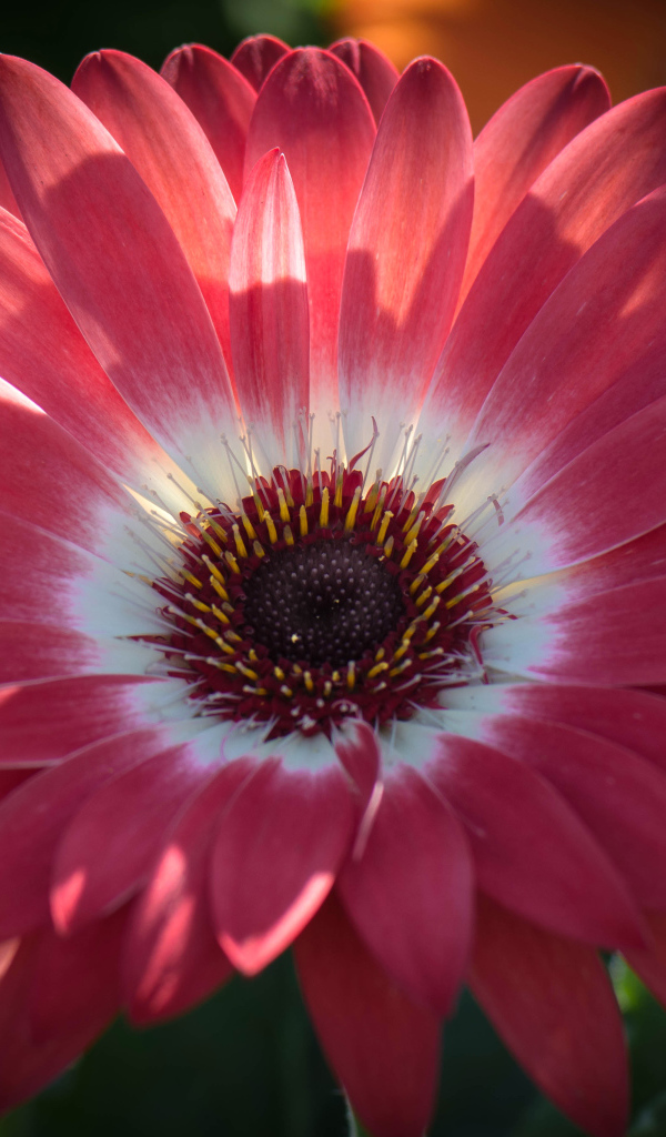 Розовая гербера в солнечном свете крупным планом