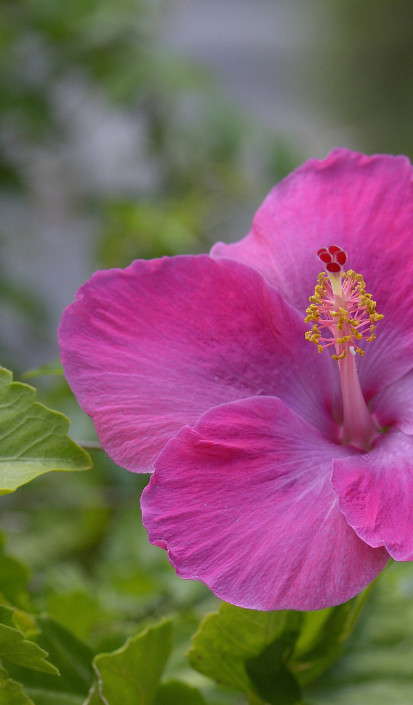 Розовый цветок гибискуса крупным планом 