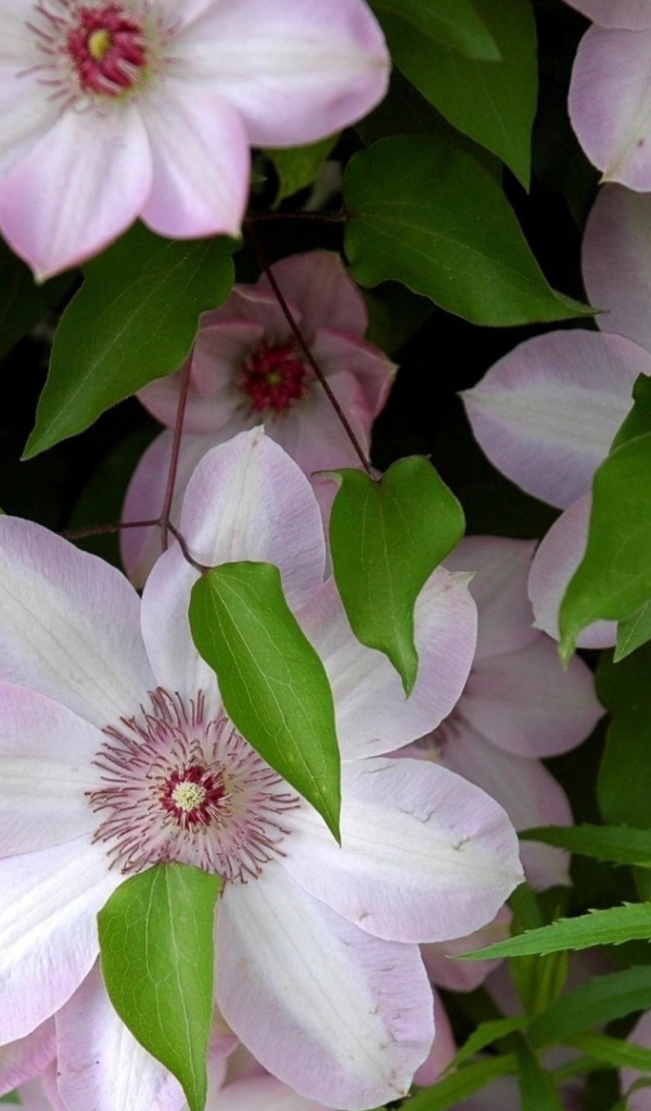 Розовые крупные цветы клематисы 