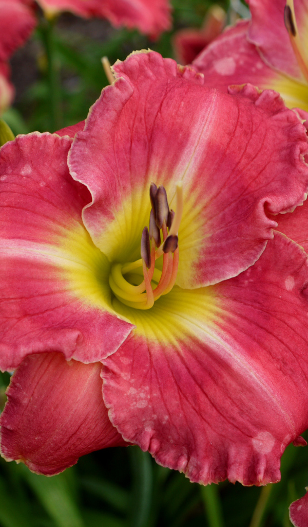 Розовые лилии с бутонами крупным планом