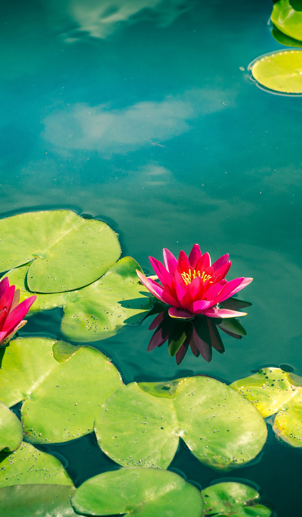 Розовые лотосы в голубой воде 