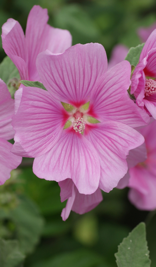 Розовый цветок мальва крупным планом