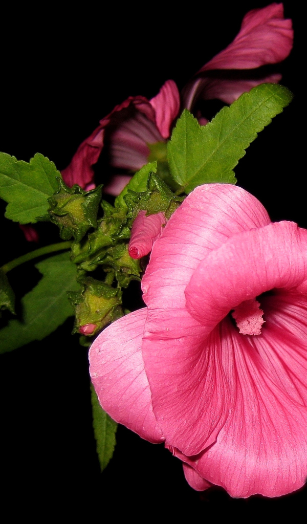 Розовые цветы мальва крупным планом на черном фоне 