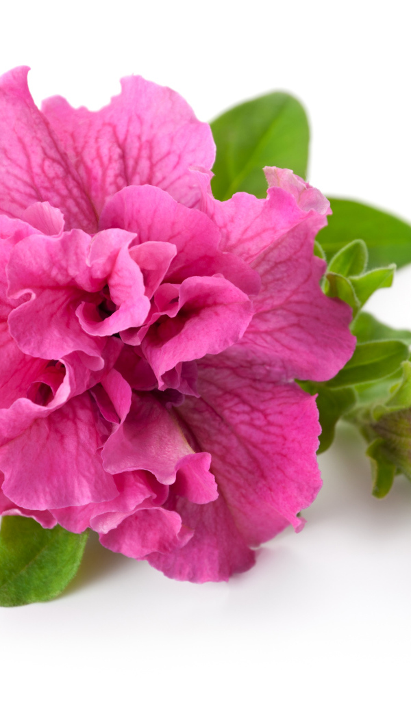 Розовый цветок петуния крупным планом на белом фоне