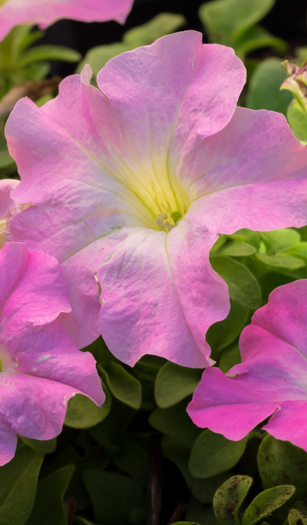 Цветы петуния розового цвета крупным планом