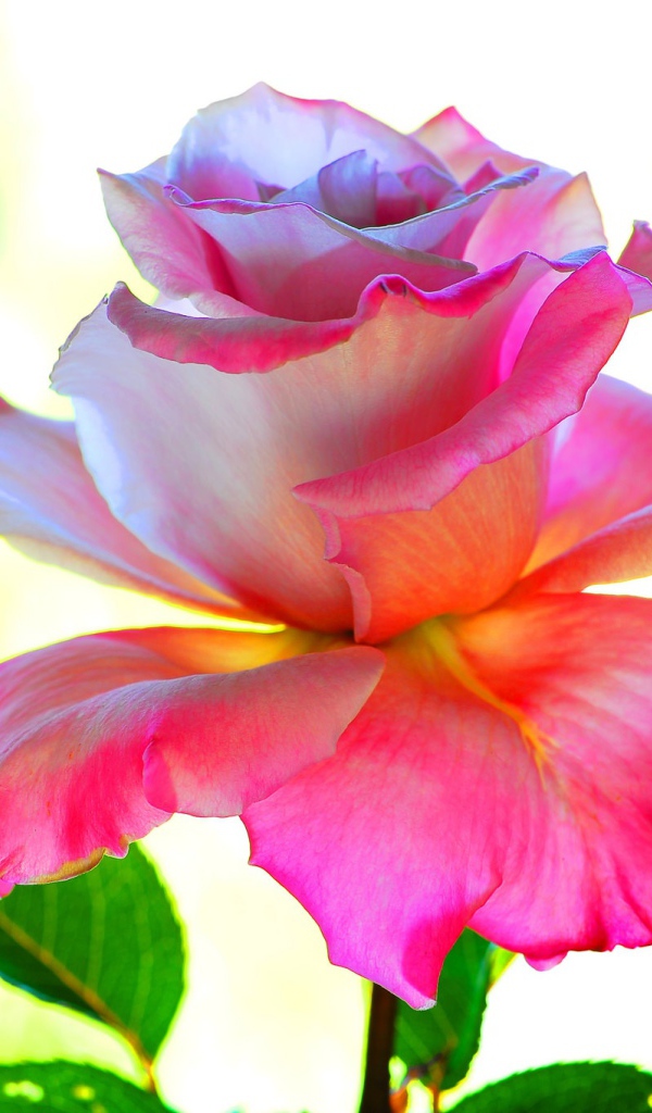 Розовый цветок розы крупным планом