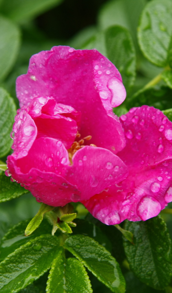 Розовый цветок шиповника в каплях дождя