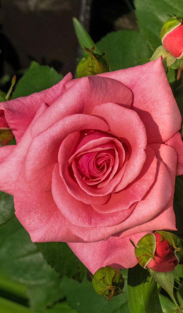 Розовая роза с бутонами на клумбе 