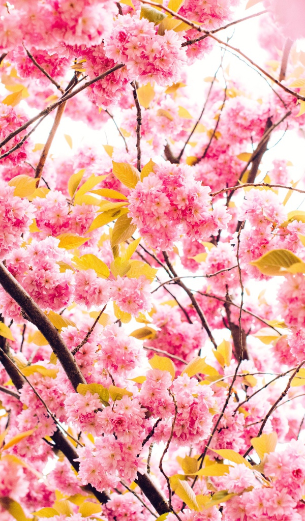 Розовые весенние цветы луизеания 