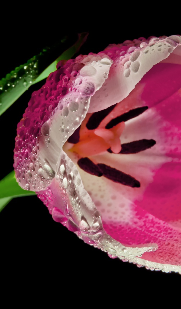 Розовый тюльпан в каплях росы на черном фоне