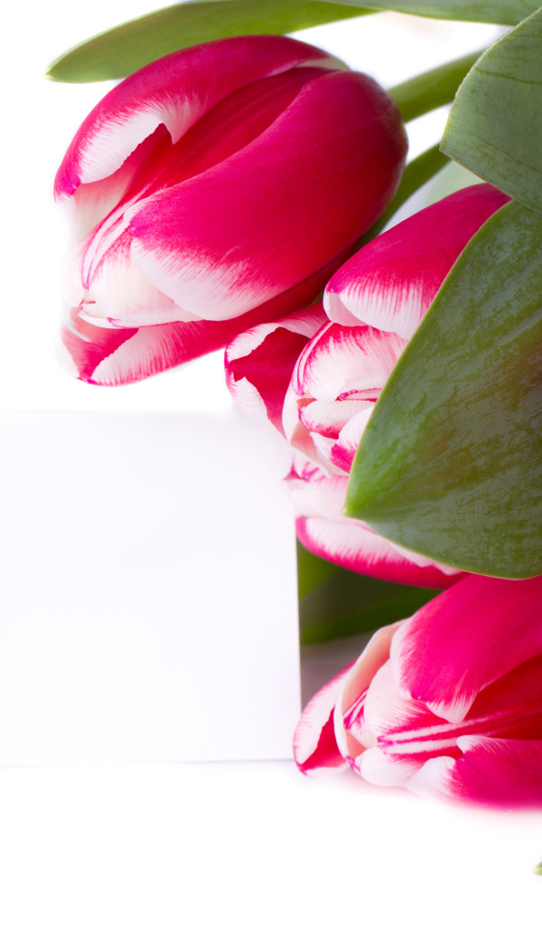 Розовые тюльпаны на белом фоне 