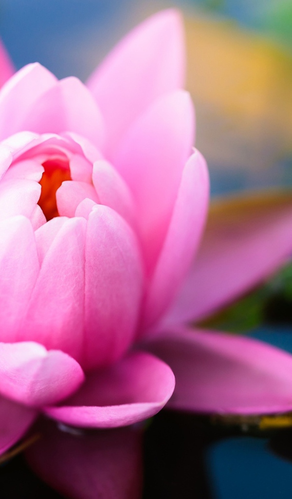 Розовая водяная лилия в пруду 