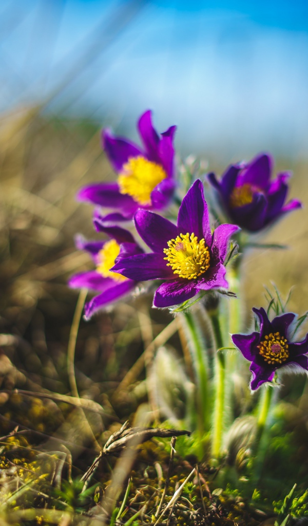 Фиолетовые полевые цветы  ветреница 