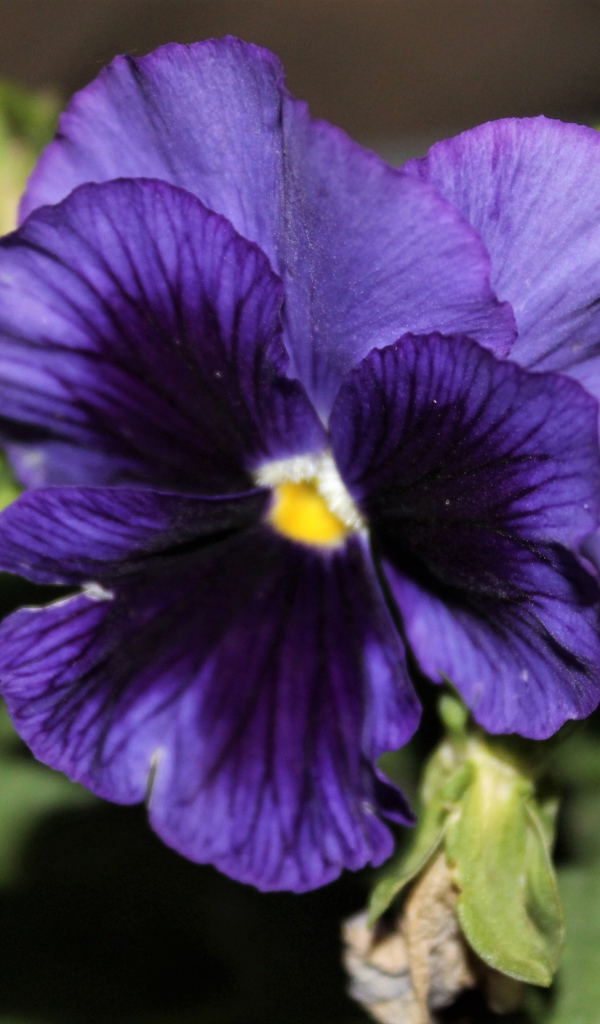 Фиолетовый цветок анютины глазки крупным планом
