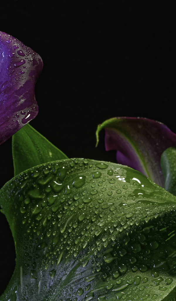 Фиолетовый цветок зантедеския в каплях воды на черном фоне