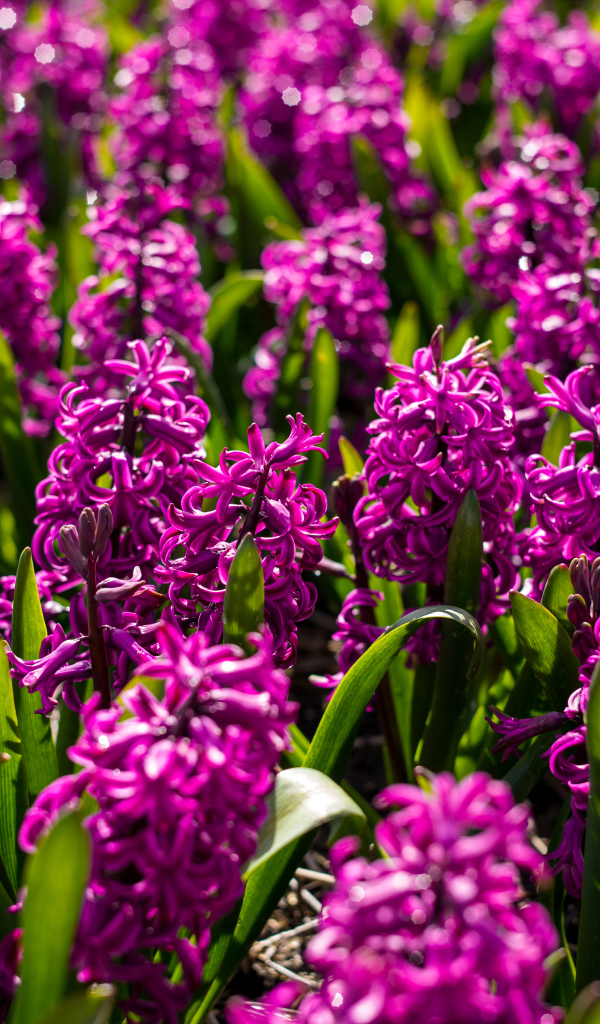 Фиолетовые цветы гиацинты на клумбе 