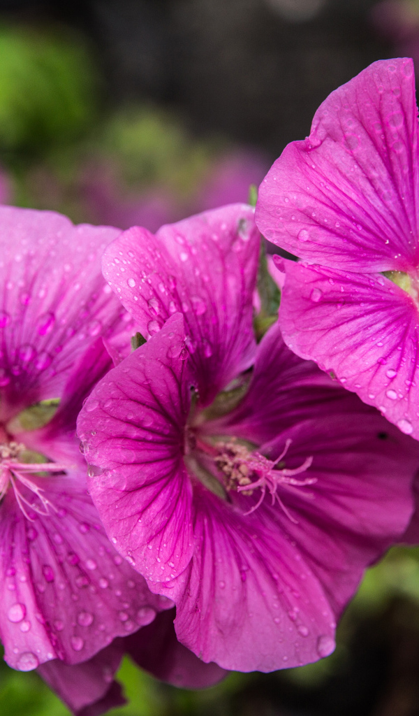 Лиловые цветы мальва в каплях росы