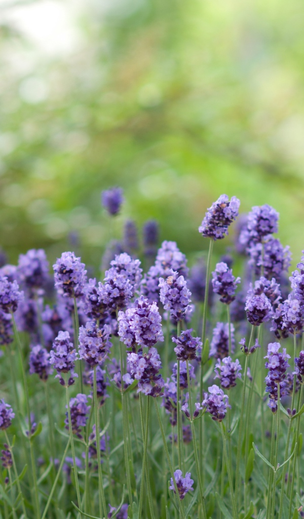 Фиолетовые цветы ароматной лаванды