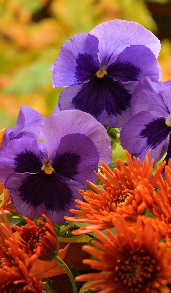 Фиолетовые цветы анютины глазки с оранжевыми цветами хризантемы
