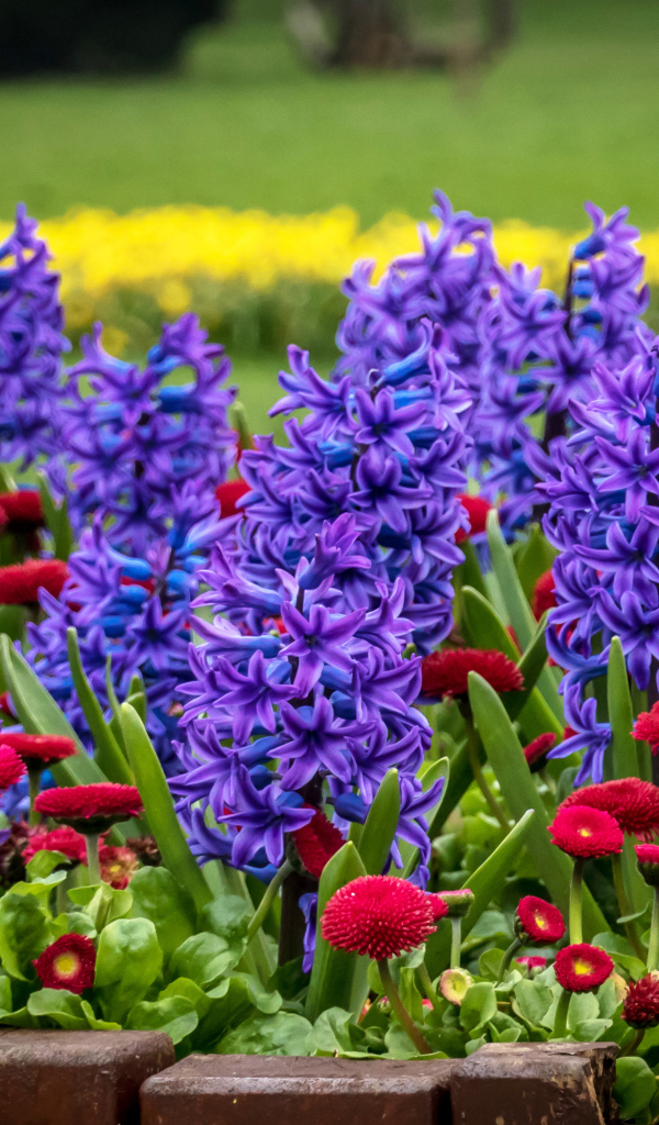Фиолетовые гиацинты и красные маргаритки на клумбе