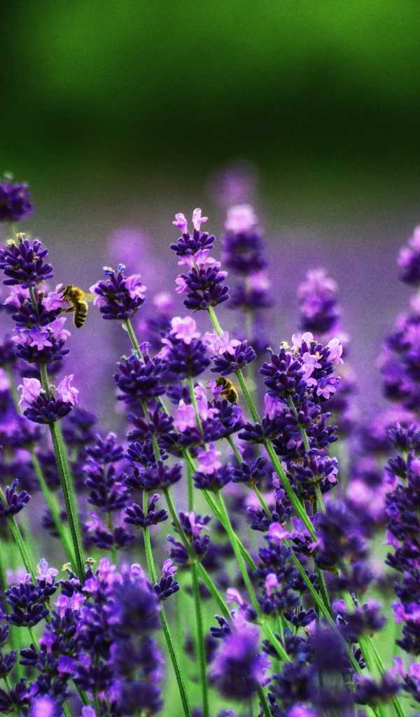 Фиолетовые цветы лаванды в поле 