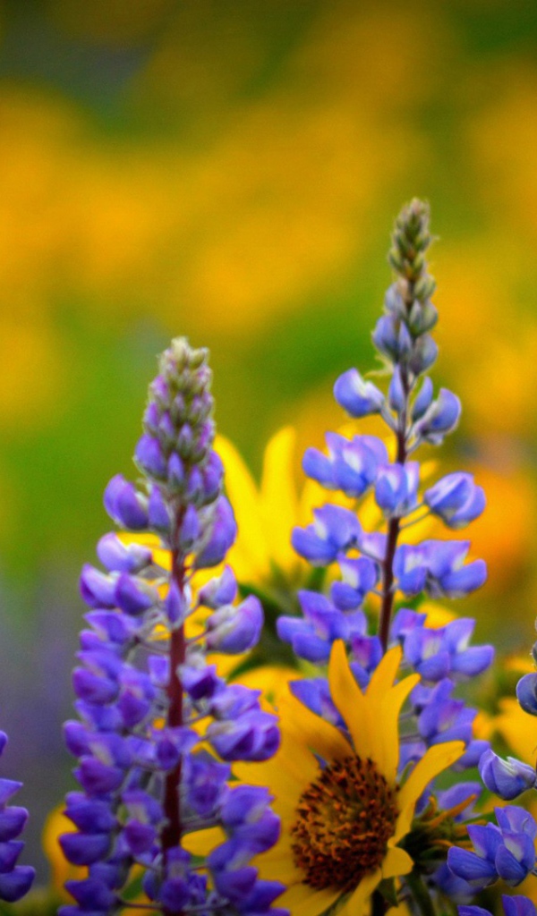 Сиреневые полевые цветы люпин 