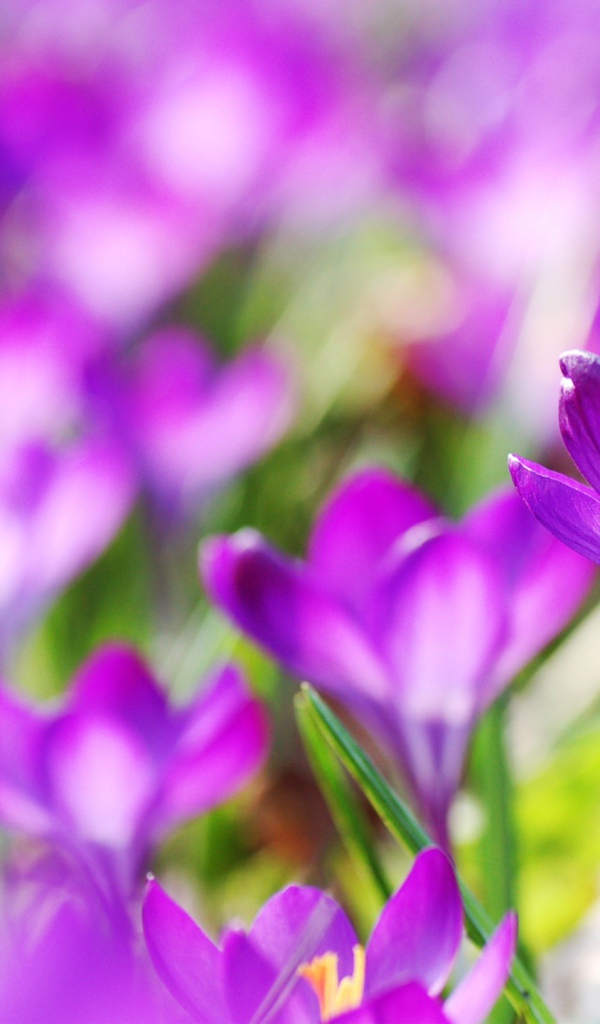 Фиолетовые весенние цветы крокусы 