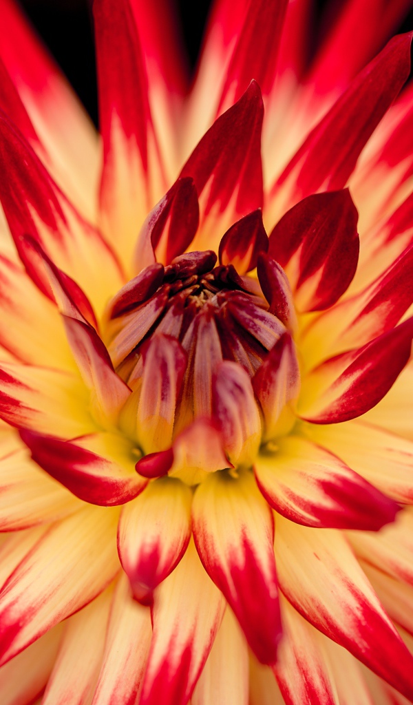 Красный цветок георгин  с острыми лепестками 