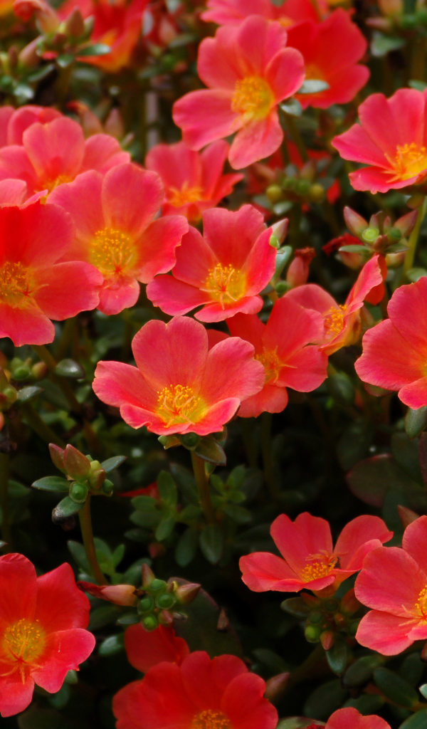 Красный портулак на клумбе крупным планом