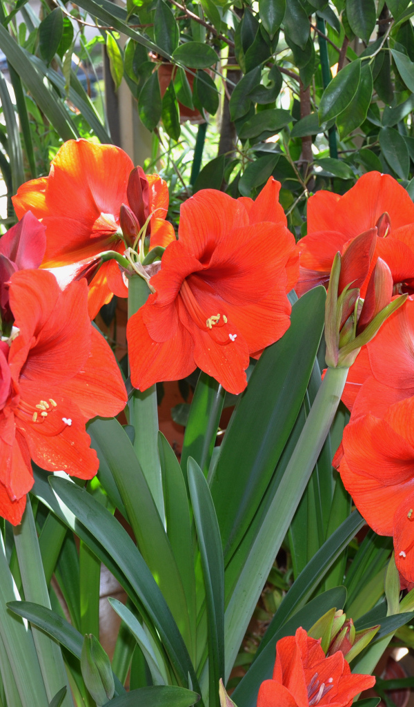 Красные комнатные цветы Амариллис