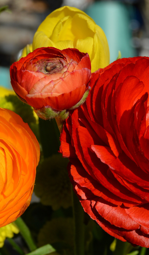 Красные и оранжевые цветы лютики