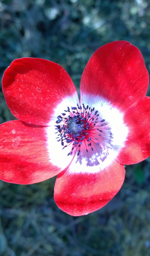 Красный цветок анемоны крупным планом