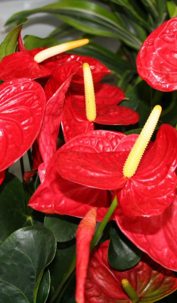 Красные цветы антуриум крупным планом