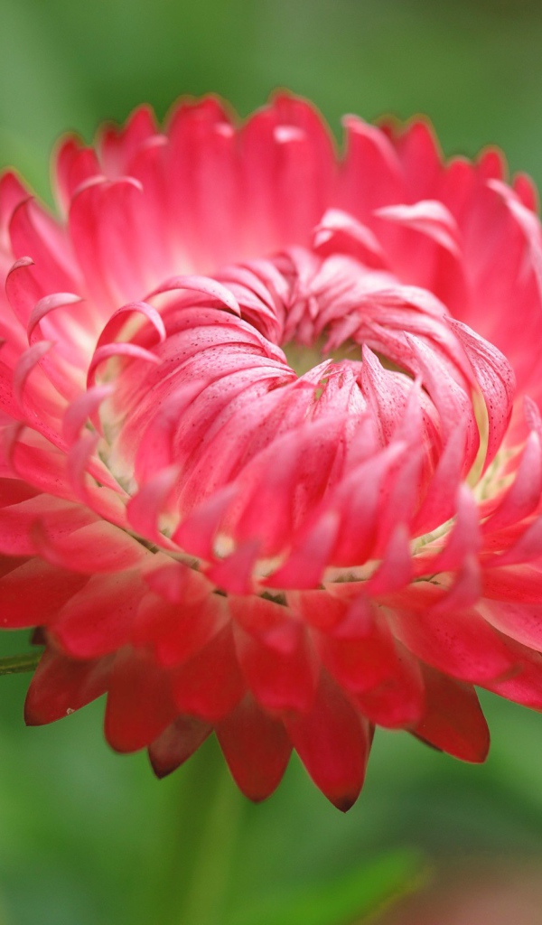 Красный цветок астра 