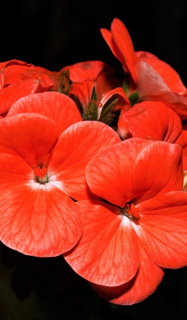 Красные красивые цветы на черном фоне 